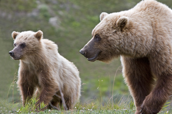 A grizzly bear cub stands next to his mother