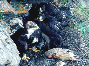 three young golden eagles hide under a rocky outcrop with arctic ground squirrel remains