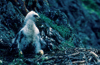 baby golden eagle sitting on the rocks