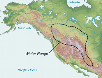  map that shows golden eagles migrate to the western US in the winter