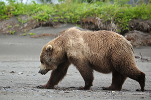 What's the Difference Between Grizzly Bears and Brown Bears?