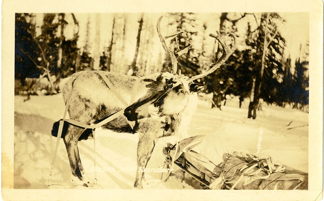 Snapshot of a reindeer by a sled