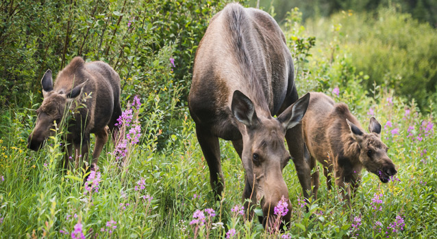 a mother moose and her two calves graze on flowers