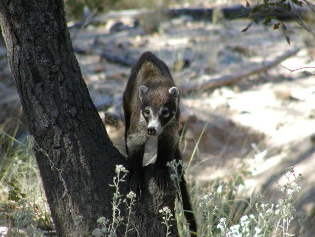 furry animal near a tree