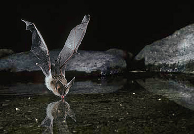 Townsend’s big-eared bat gets a drink of water
