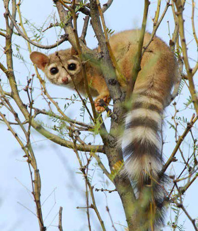 Ring-tailed cat in a tree