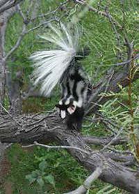 Spotted skunk on a large tree branch