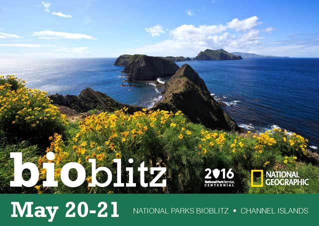 National Parks BioBlitz - Channel Islands