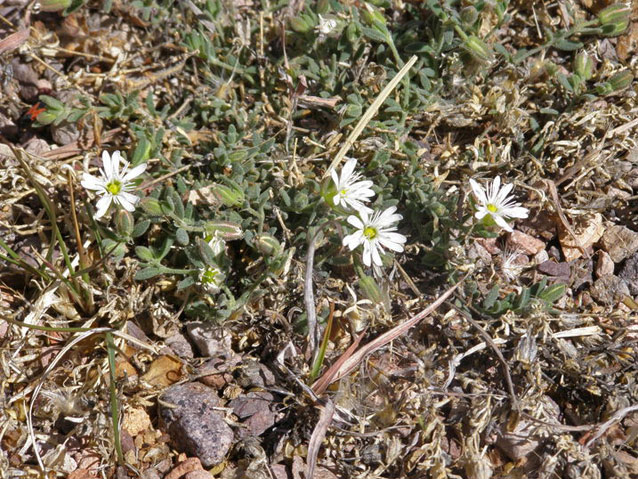 Sandwort drymary plant with several small white flowers