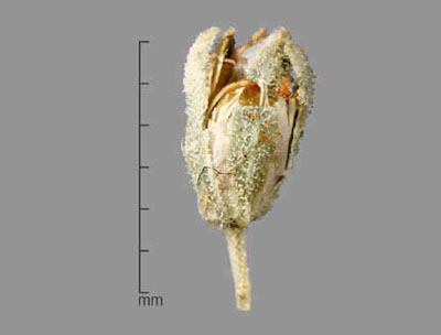 Opening fruit capsule against a gray background and beside a scale showing it to be about 4-5mm