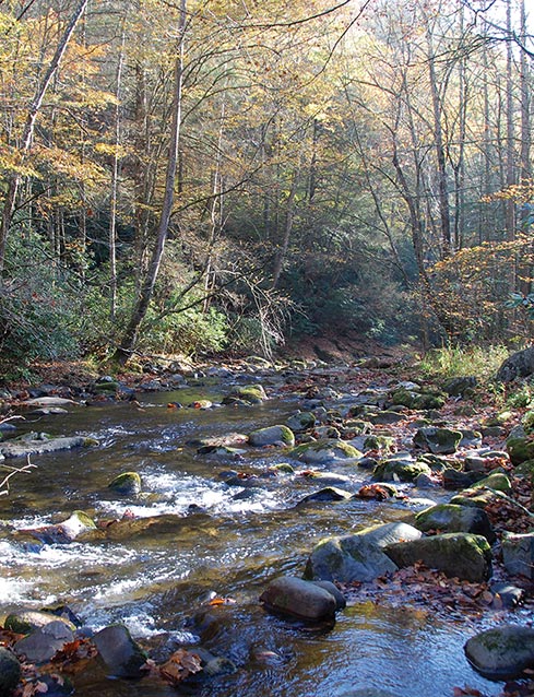 Stream and forest in Great Smoky Mountains National Park