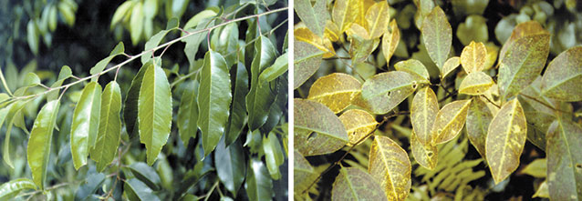Comparison of healthy black cherry leaves on the left and ozone-injured leaves on the right