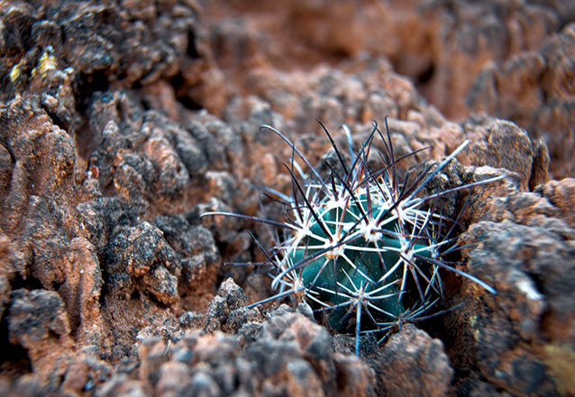 A cryptobiotic soil crust at Arches National Park is home to a young fish hook cactus