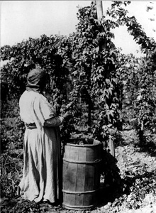 Black and white photo of a woman standing next to a large vine and bucket  