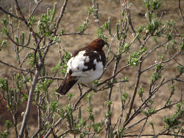 a white and brown bird in a willow bush