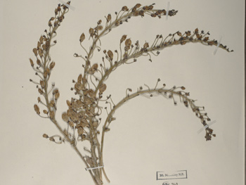 a dried plant