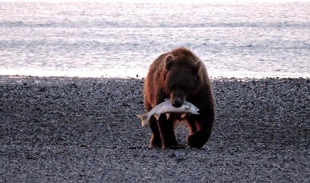 bear walking on a rocky beach holding a large salmon in its mouth