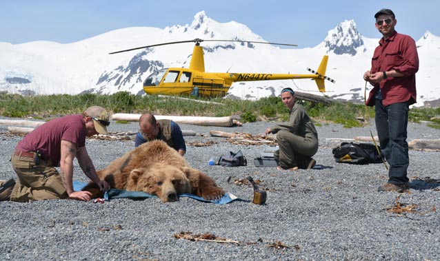 four people and a helicopter near a sedated brown bear