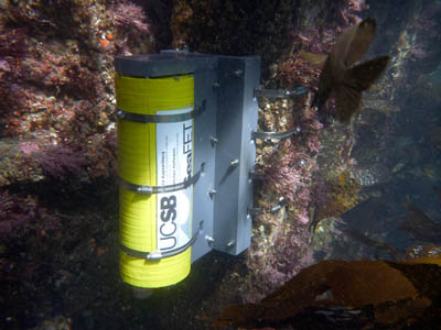 A cylindrical, yellow SeaFET pH sensor mounted to an algae-covered pier piling