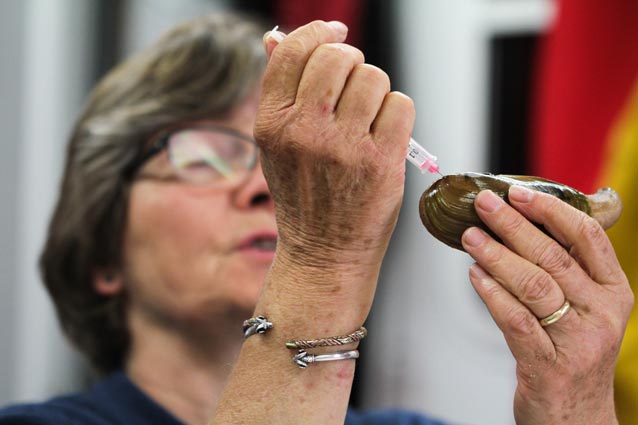 a woman sticking a needle into a clam