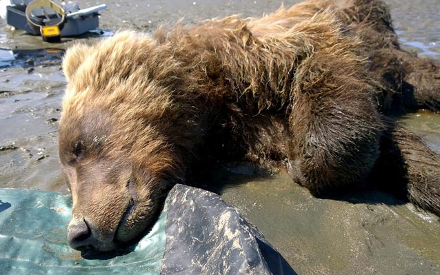 a bear lying unconscious on a sandy beach