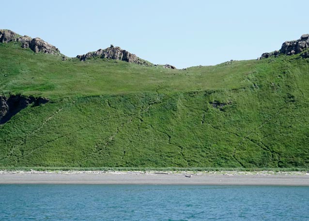a green hillside with numerous animal trails visible leading down to a beach