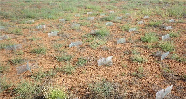 small, x-shaped screens sit in bare soil