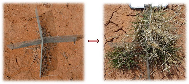 two photos showing a conmod on bare soil, and the same conmod with plants growing around it