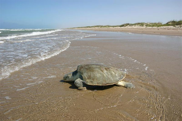 Kemp’s ridley sea turtle