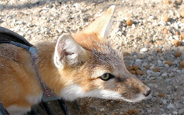 swift fox 