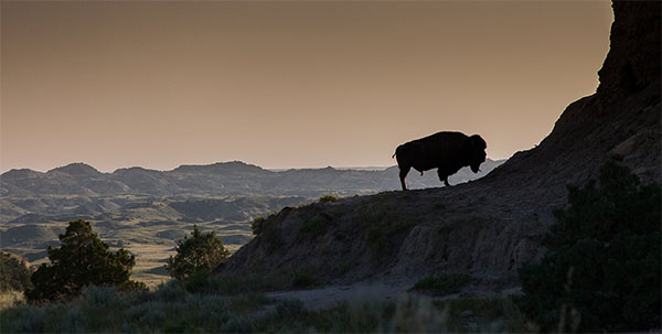 Bison on a cliff