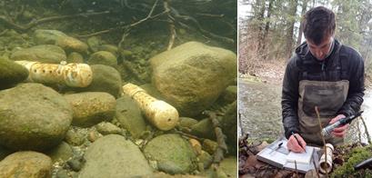 left: temperature sensors sit on river rock, right: scientist works with sensor