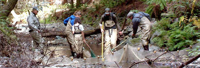 Group of staff and volunteers in the creek monitoring juvenile coho salmon