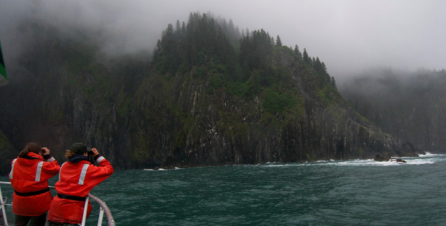 Park biologists count a glaucous-winged gull colony on the outer coast.