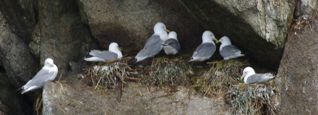 Black-legged kittiwakes at Chiswell Islands.