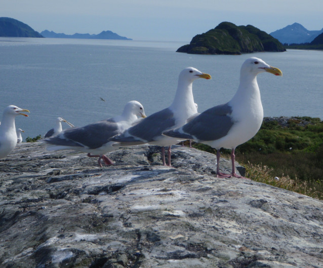 Glaucous-winged gulls on Squab Island in Aialik Bay.