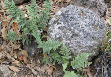 Ferns growing around a rock