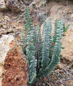 Unusual blueish green fern with uniformly sized leaflets