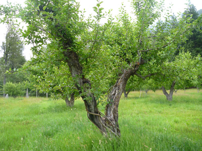 A green orchard contains a scattering of trees with short trunks and open branching.