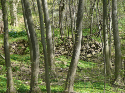 The remains of a stone wall, covered in green vegetation, are seen beyond tree trunks.