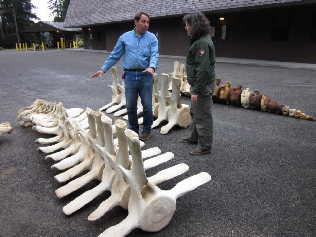 A Tale of Two Skeletons: Rearticulating Whale Bones from Glacier Bay (U.S.  National Park Service)