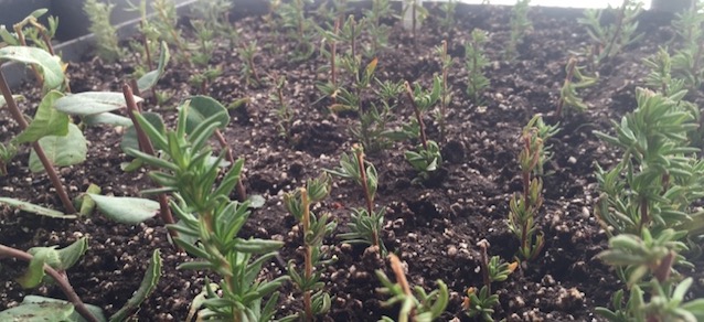 Photo showing native plants at Cabrillo