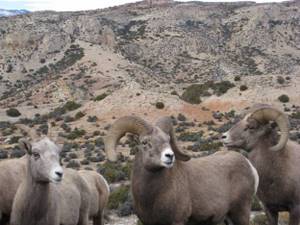 Bighorn sheep for which the canyon and river are named. 