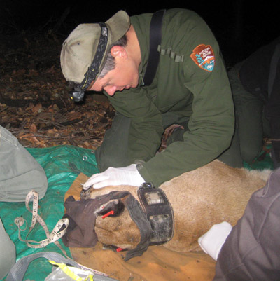 Uniformed National Park Service biologist leaning over an anesthetized mountain lion