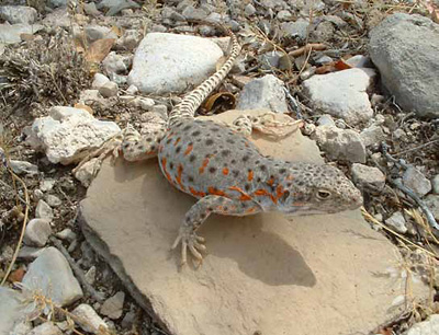 Long-nosed leopard lizard perched on a flat rock