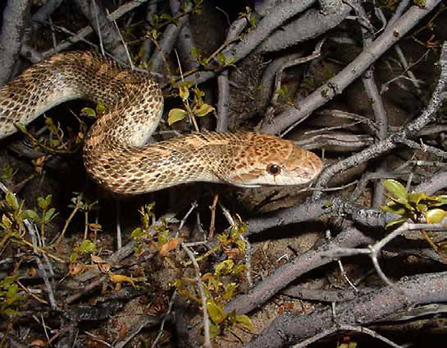 Nighttime flash photo of a painted desert glossy snake navigating desert scrub