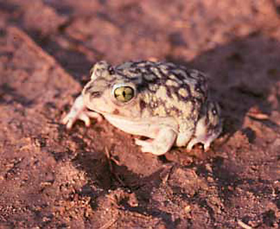 Spadefoot toad on reddish soil