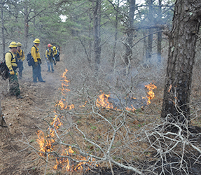 Firefighters monitor the prescribed fire as it burns.