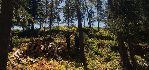 Hillside with open understory.