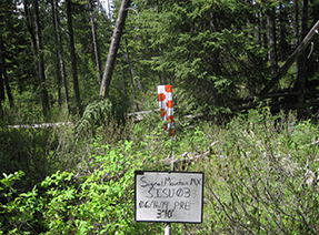 Area with thick vegetation and leaning trees.